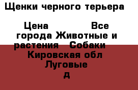 Щенки черного терьера › Цена ­ 35 000 - Все города Животные и растения » Собаки   . Кировская обл.,Луговые д.